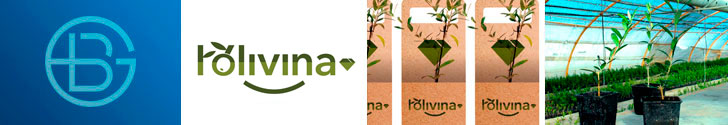 Diseño de logotipo Olivina de ACUDAM